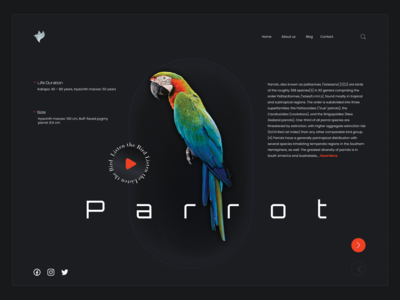 虚拟鸟类展览 - 网站布局(Virtual Birds Exhibition - Website Layout)