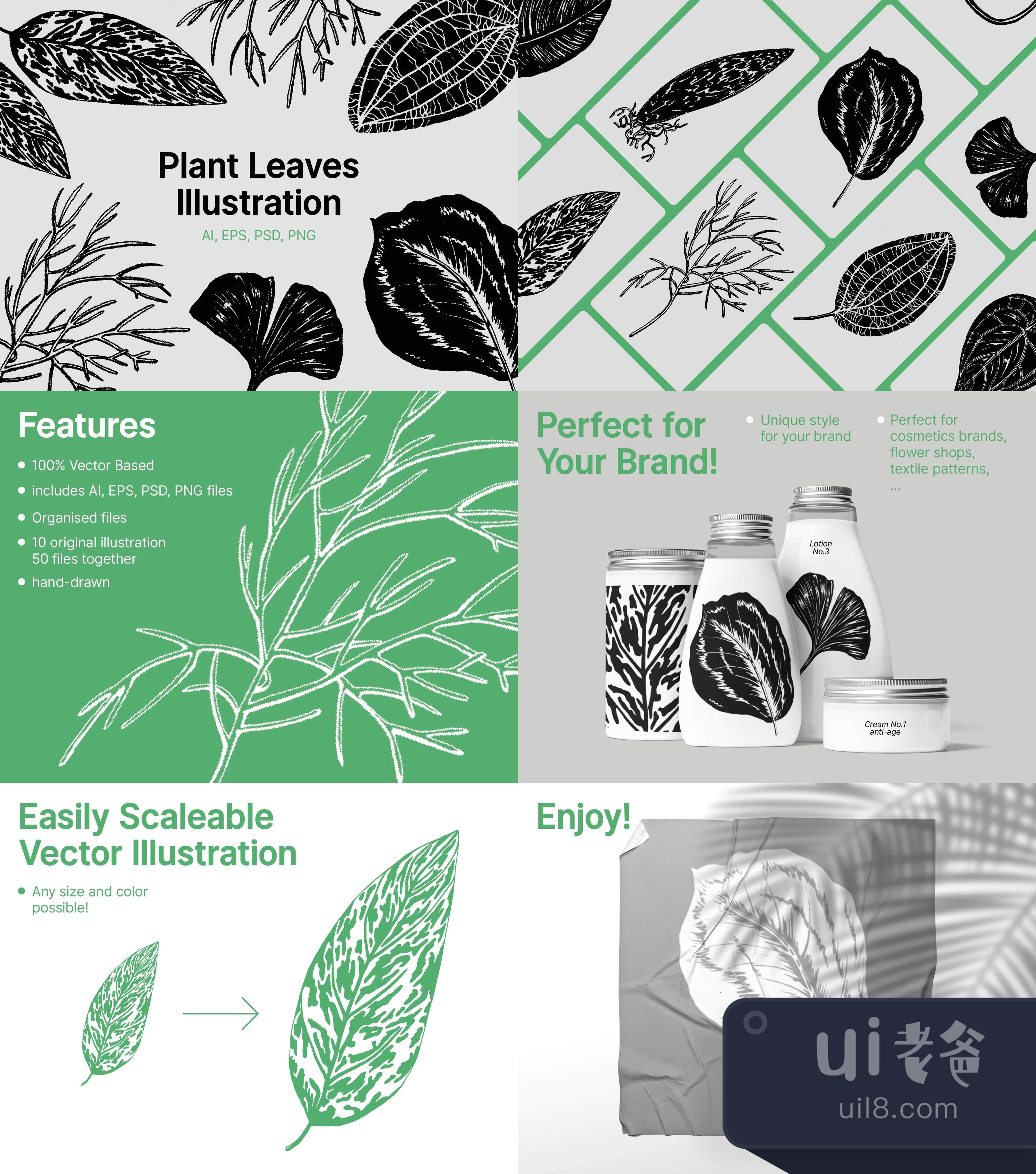 植物叶子插图 (Plant Leaves Illustrations)插图