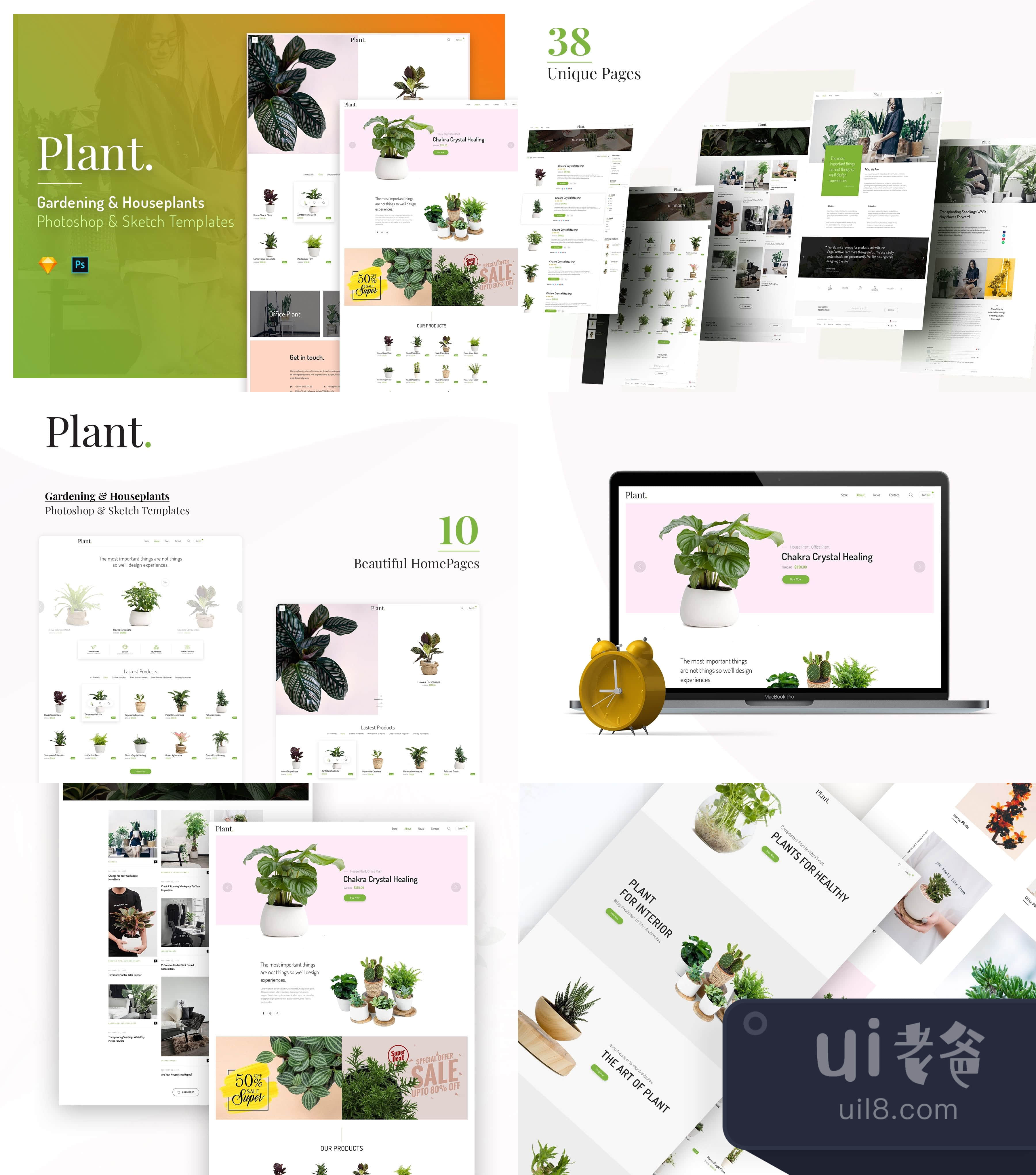 植物 (Plant)插图1