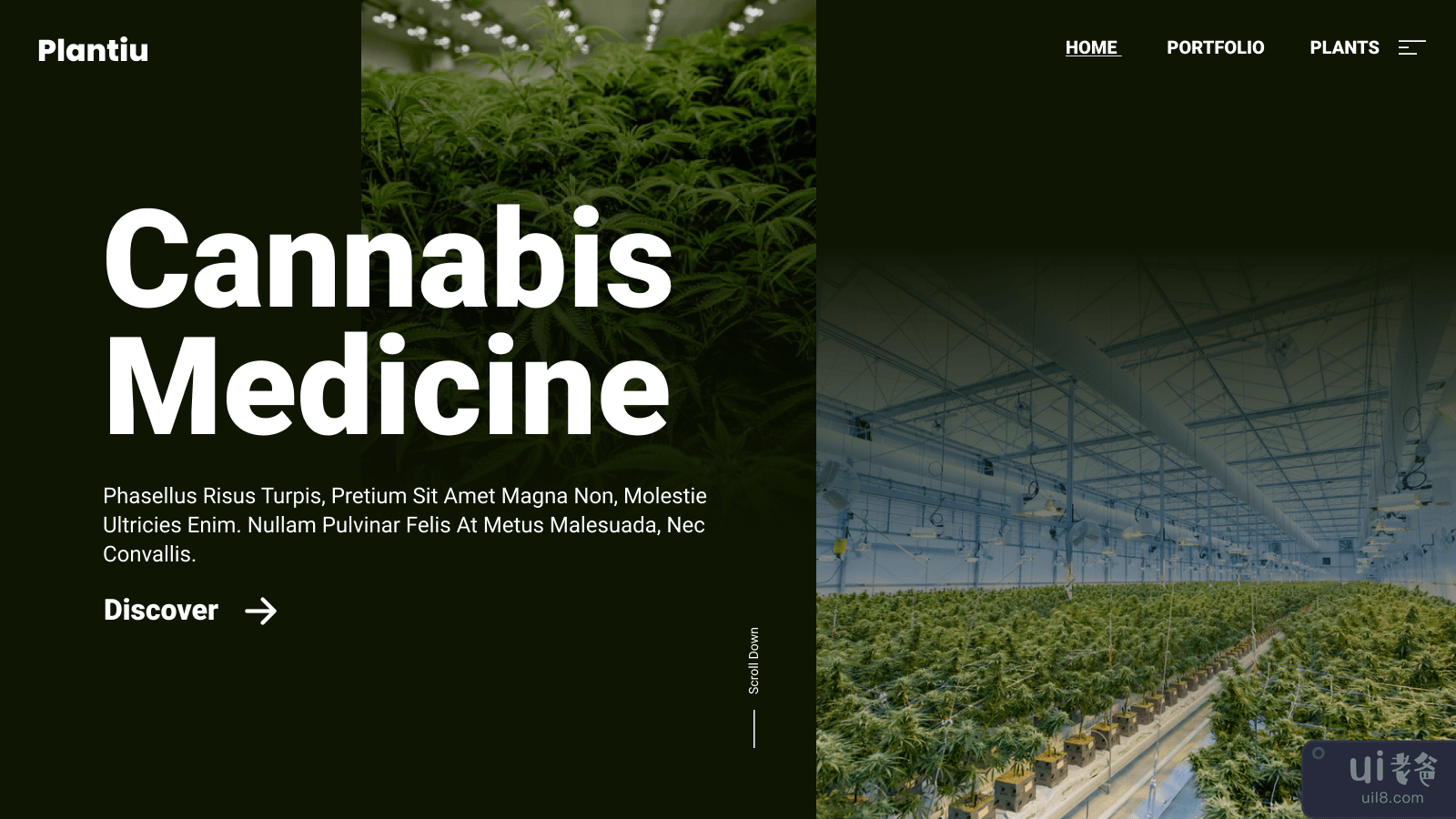 大麻医学网(Cannabis Medicine Web)插图