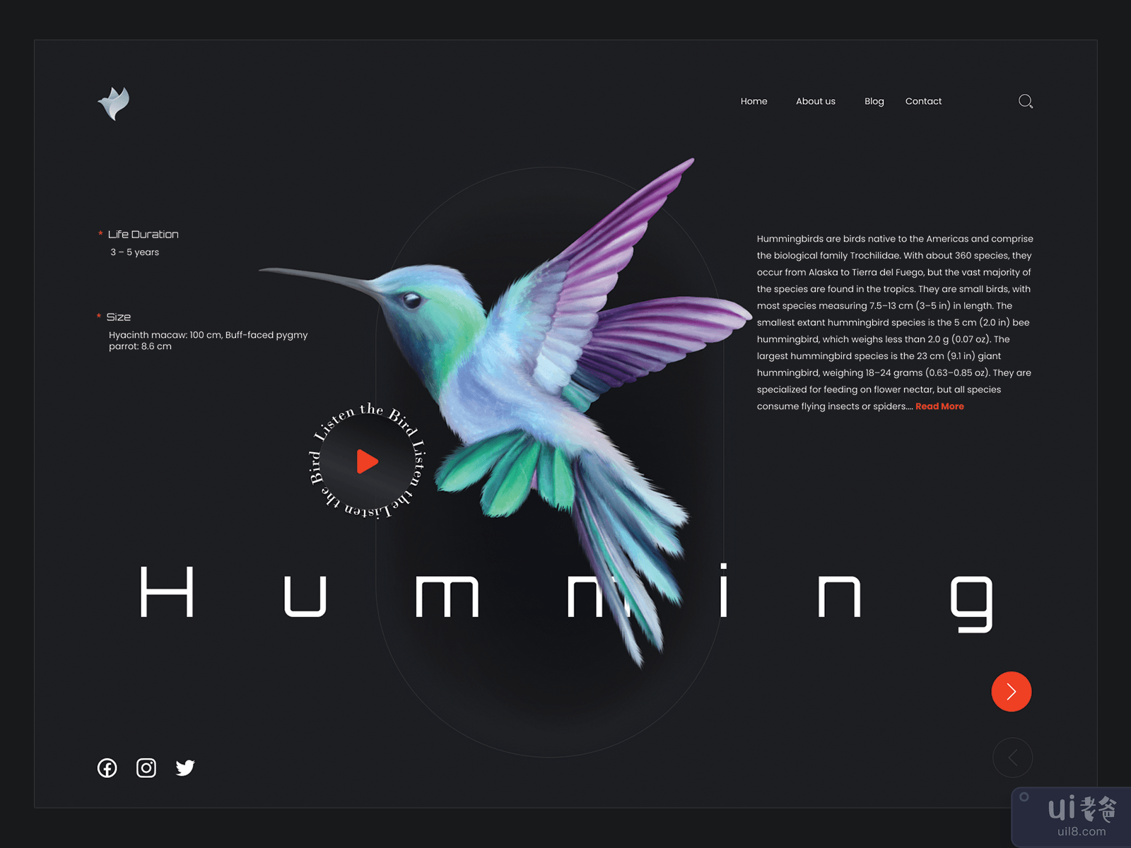 虚拟鸟类展览 - 网站布局(Virtual Birds Exhibition - Website Layout)插图1