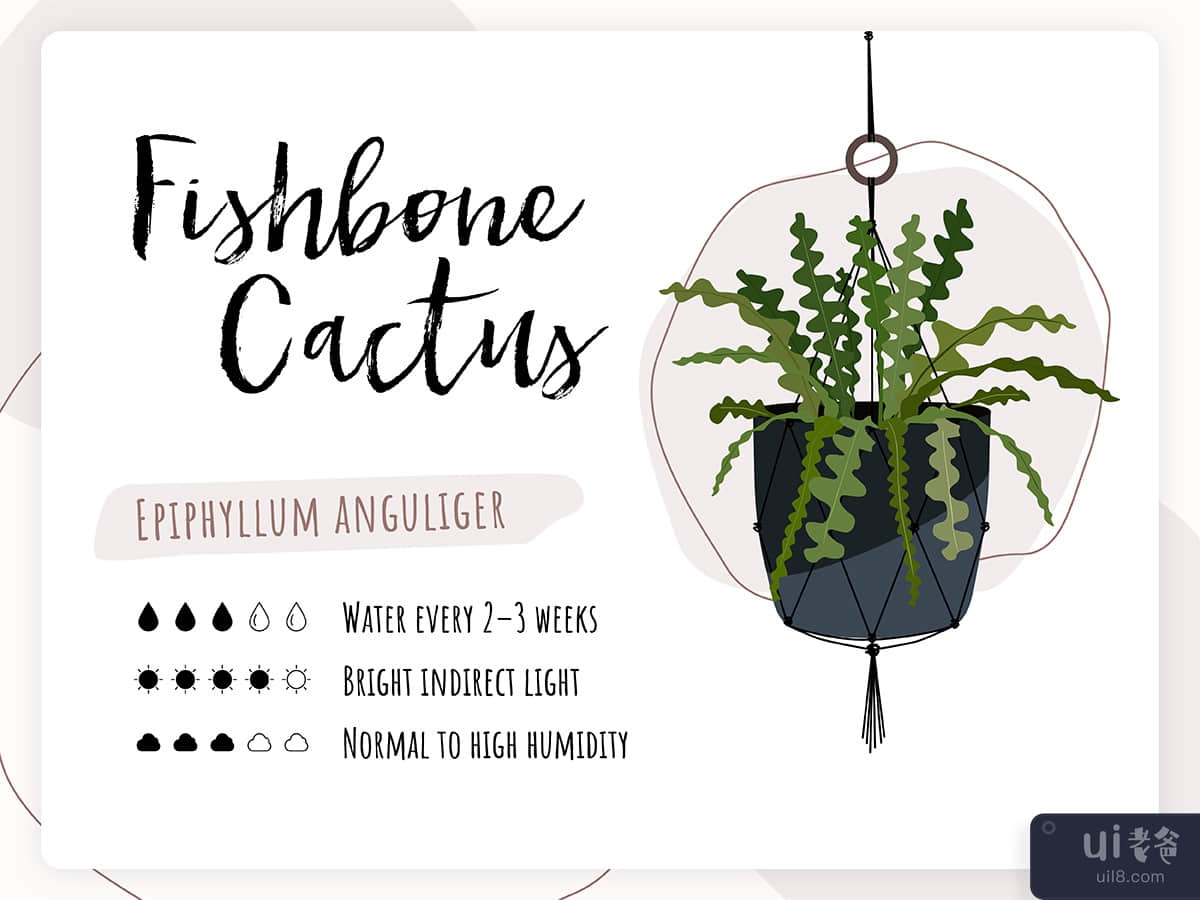 Plant Care Card - Fishbone Cactus