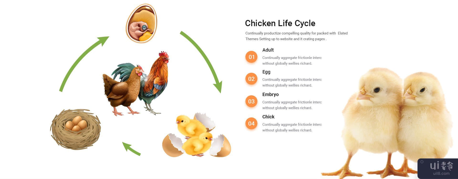 PoultryFarm - 有机家禽网页模板。(PoultryFarm - Organic Poultry Web Template.)插图