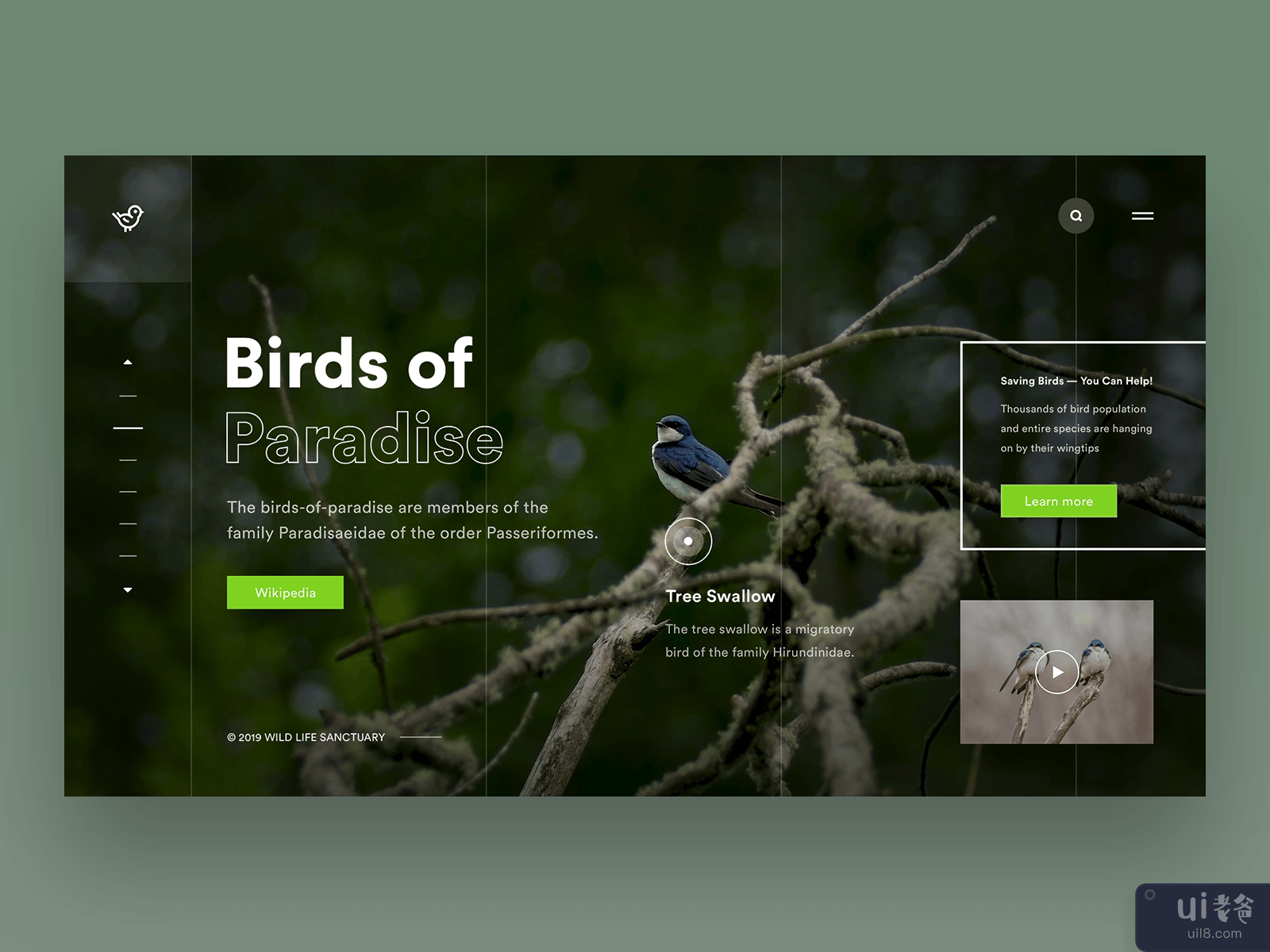 UI Design - Birds of Paradise Concept Page Video A