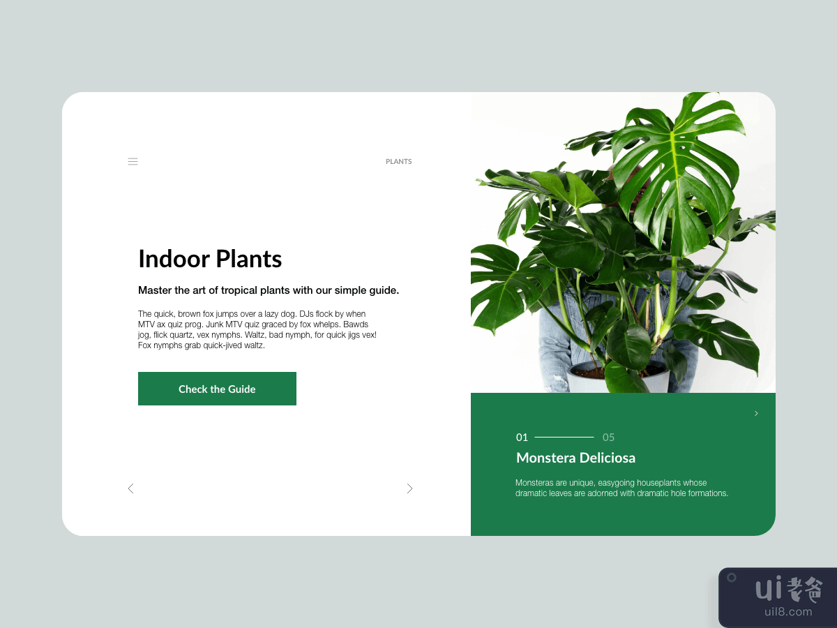 Website Header Plants