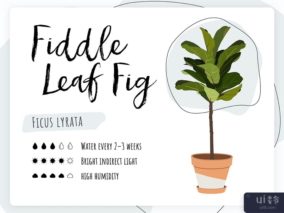 Plant Care Card - Fiddle Leaf Fig