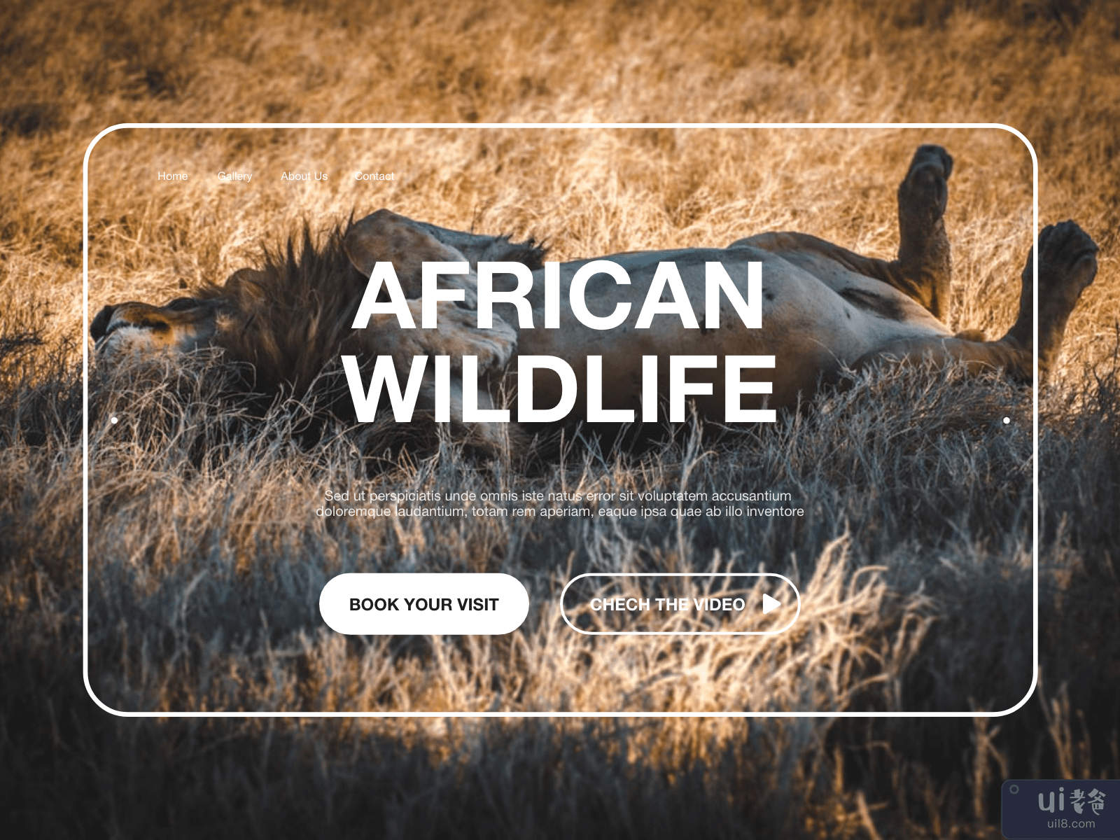 Website Header African Wildlife