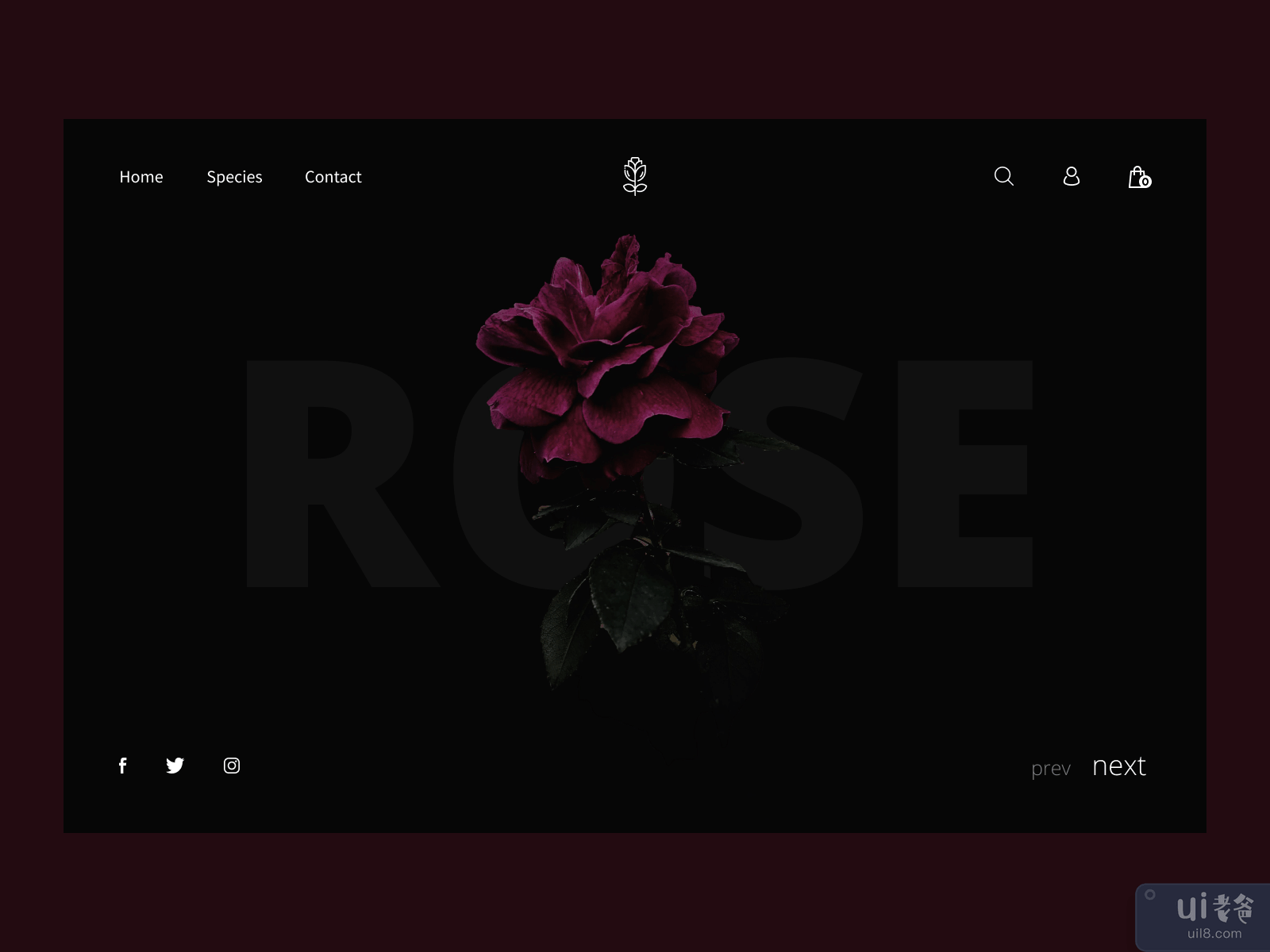 Roses Dark Website Design