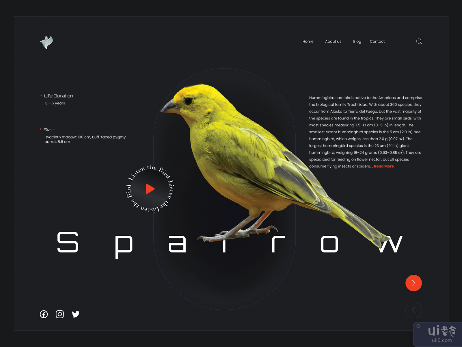 虚拟鸟类展览 - 网站布局(Virtual Birds Exhibition - Website Layout)插图