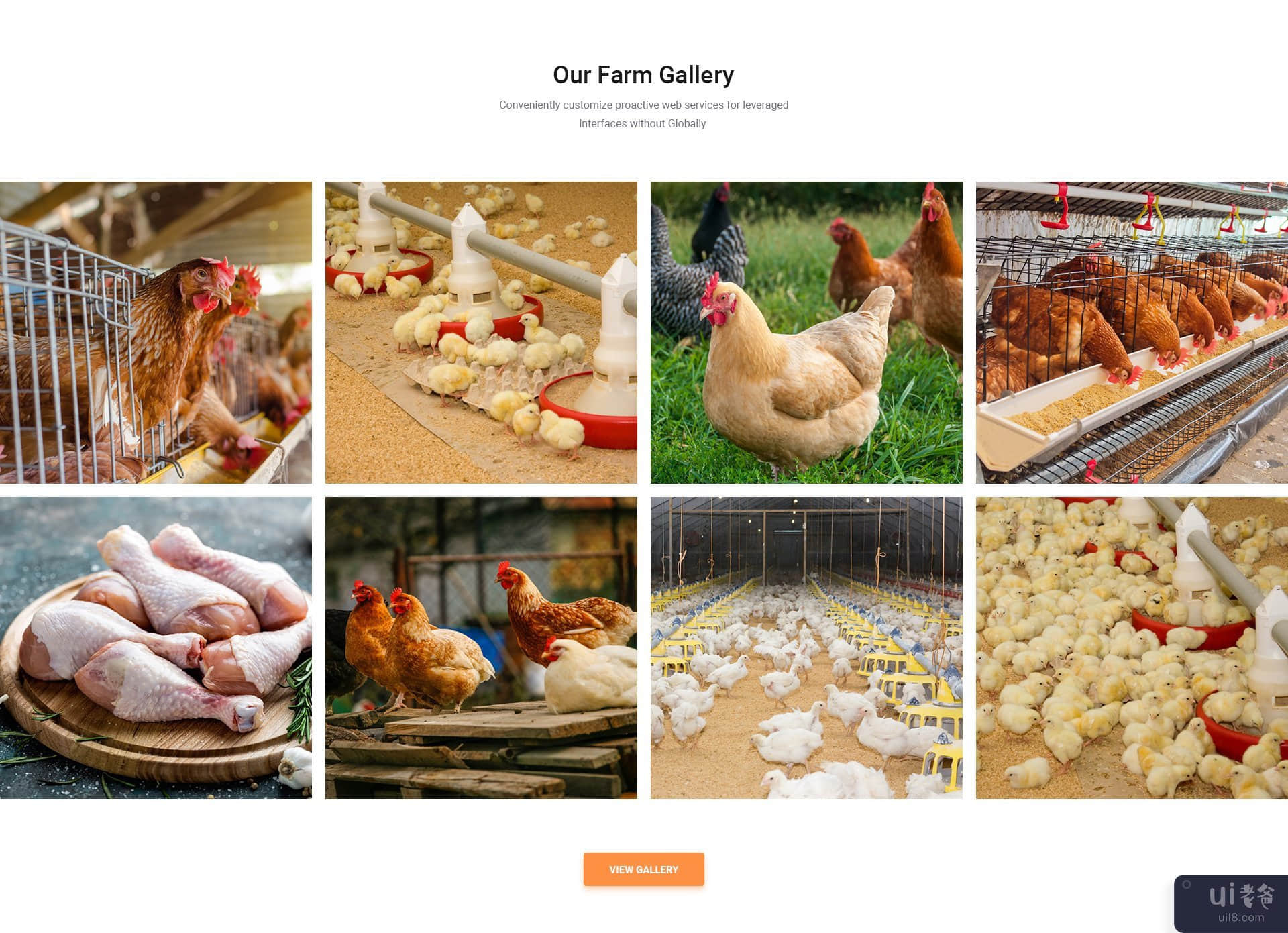 PoultryFarm - 有机家禽网页模板。(PoultryFarm - Organic Poultry Web Template.)插图3