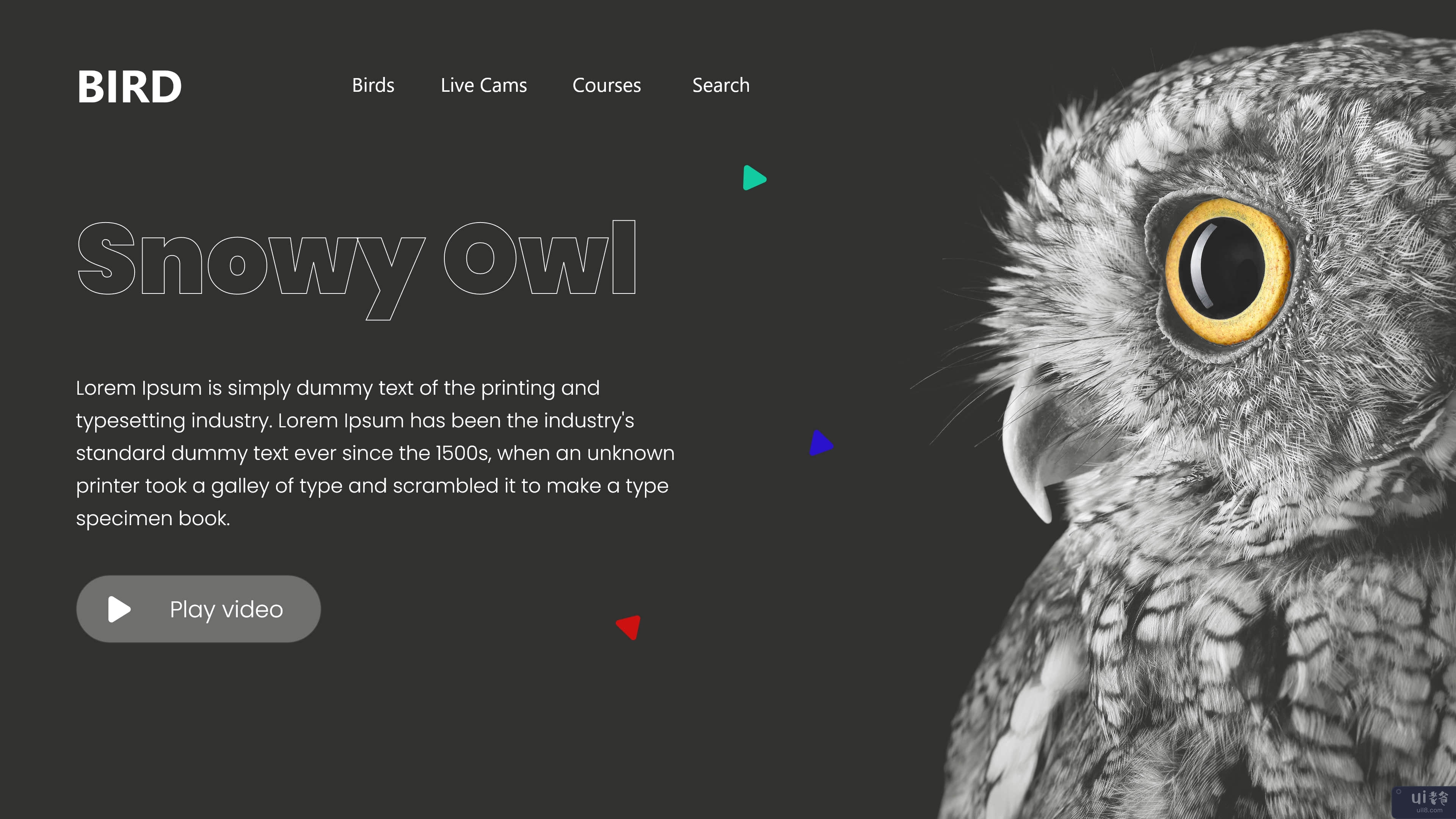 猫头鹰登陆页标题设计（深色）(Owl landing page header design ( Dark ))插图