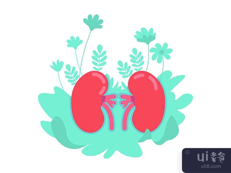 Anatomical kidney flat concept vector illustration
